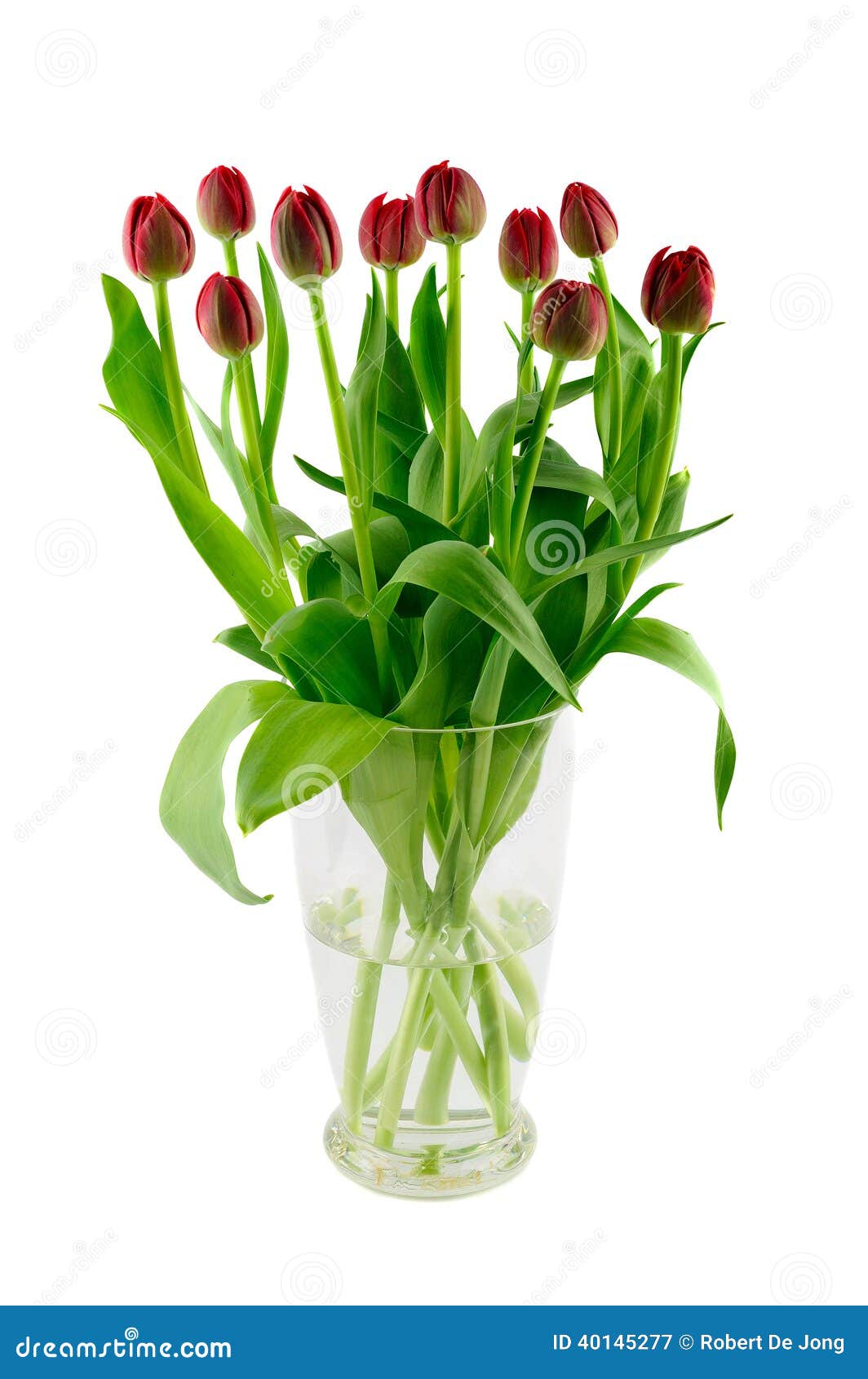Glass vase with red tulips stock image. Image of beauty 40145277
