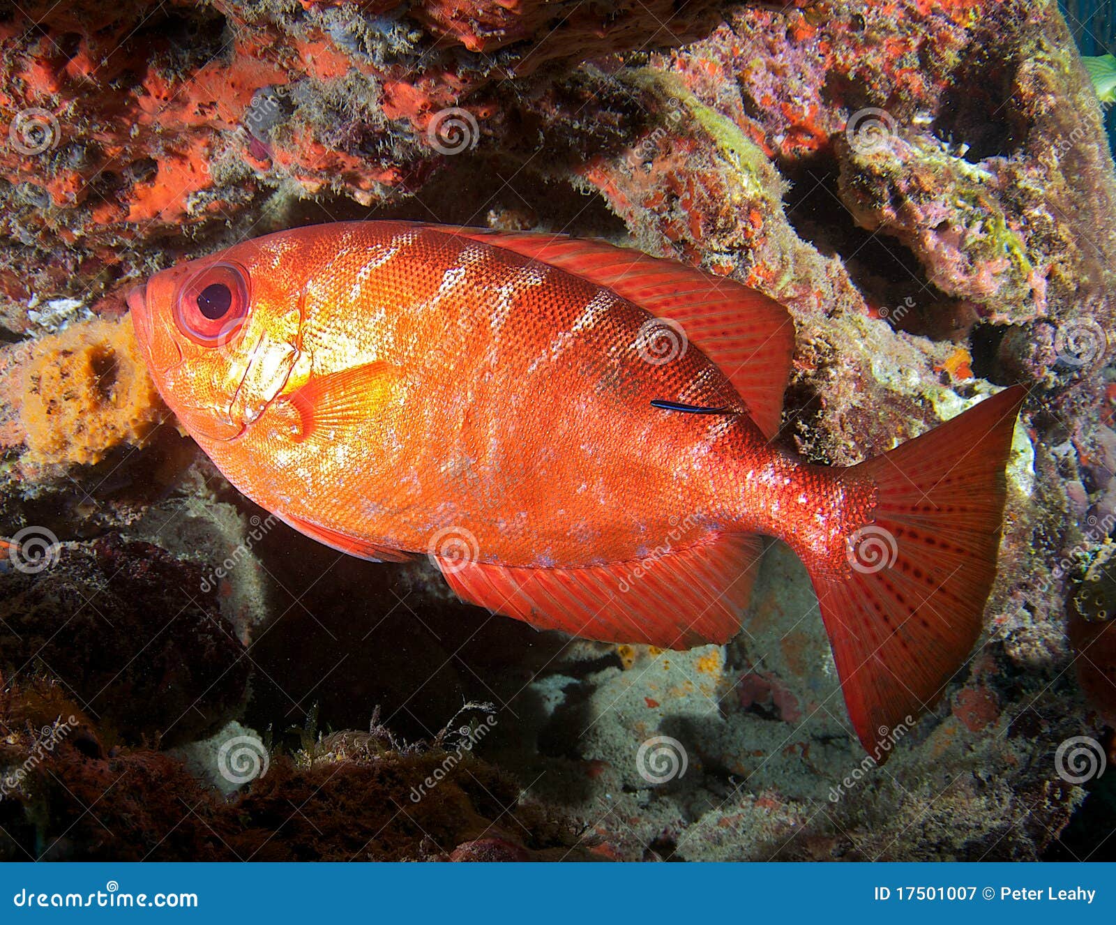 Glasseye Snapper stock image. Image of fish, fins, tropical 17501007