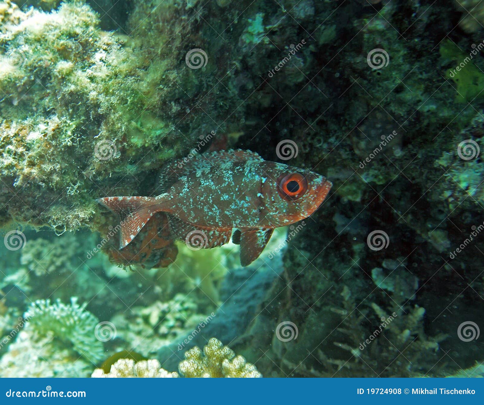 Glasseye snapper stock photo. Image of cruentatus, blue 19724908