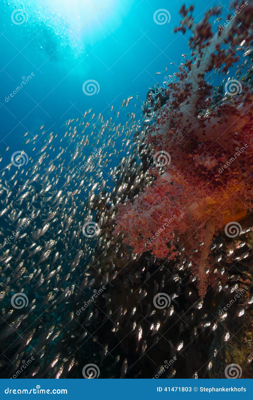Glassfish and the Aquatic Life in the Red Sea. Stock Image Image of