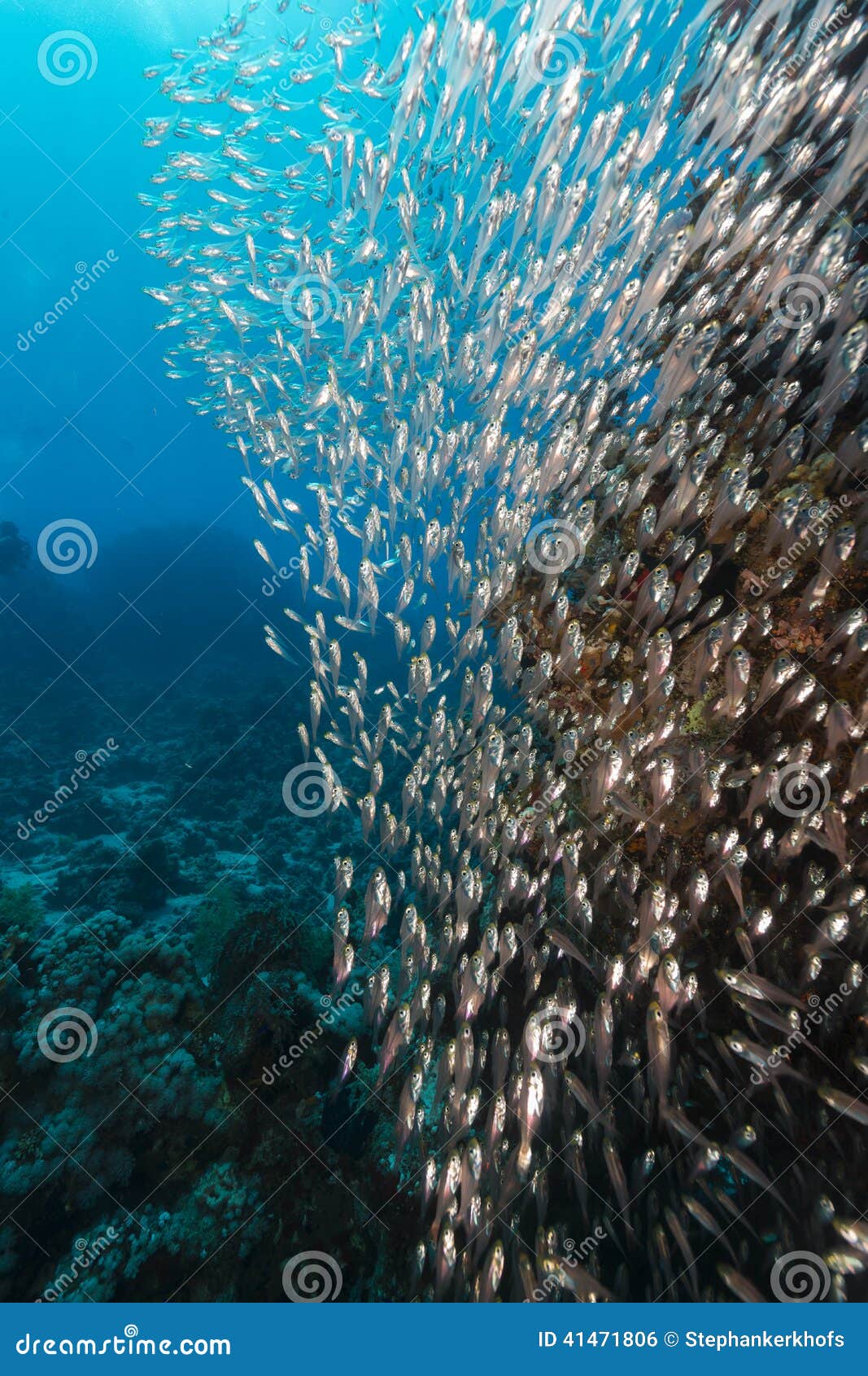 Glassfish and the Aquatic Life in the Red Sea. Stock Photo Image of
