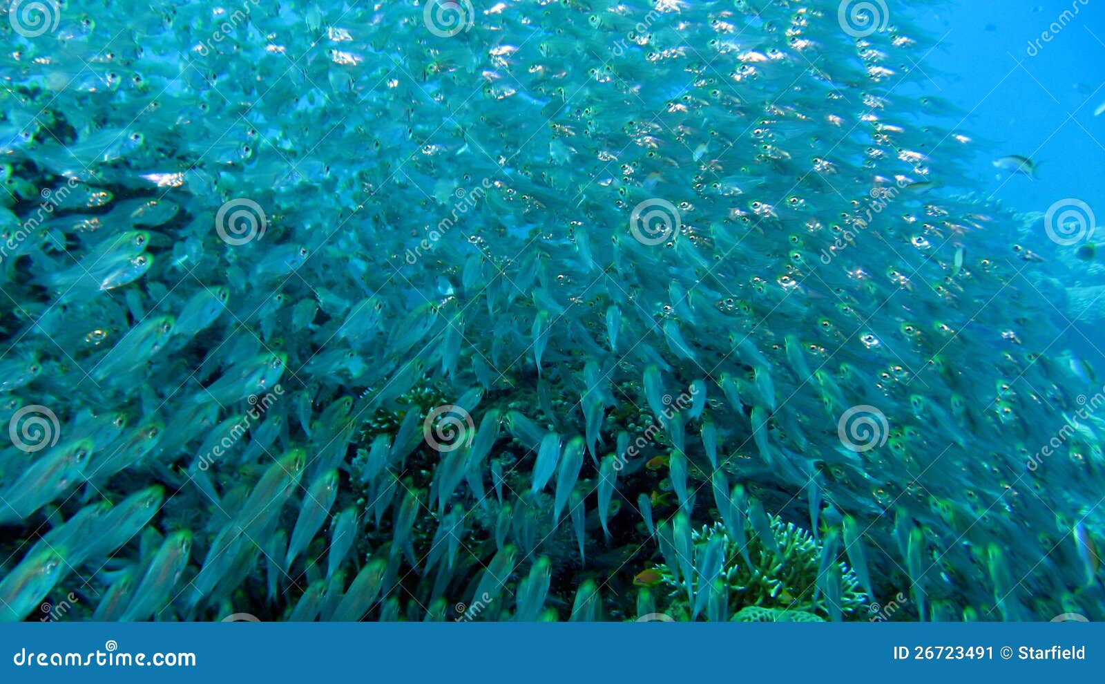 Glassfish at the Coral Reef Stock Image Image of soft, blue 26723491