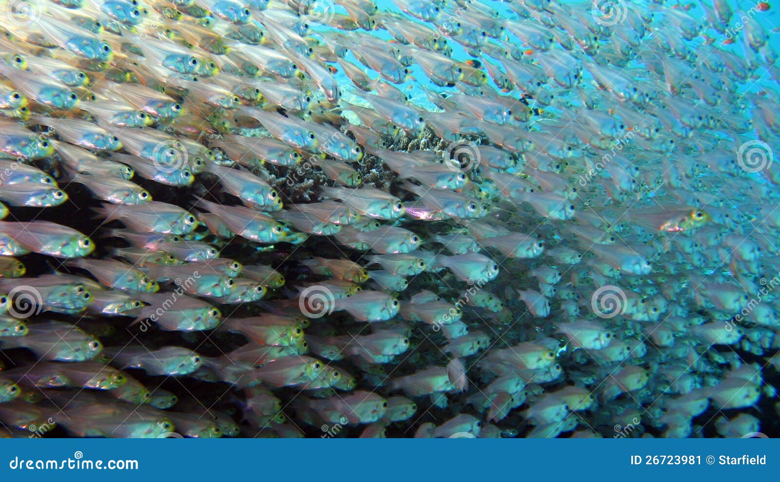 Glassfish at the Coral Reef Stock Image Image of animal, biodiversity