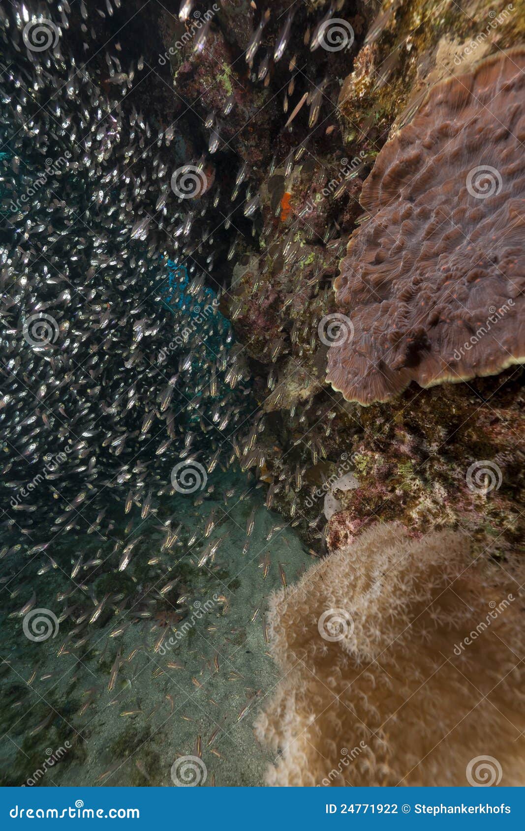 Glassfish and Ocean in the Red Sea. Stock Photo Image of life, color
