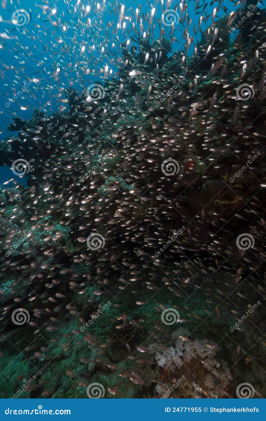 Glassfish and Ocean in the Red Sea. Stock Image Image of colour
