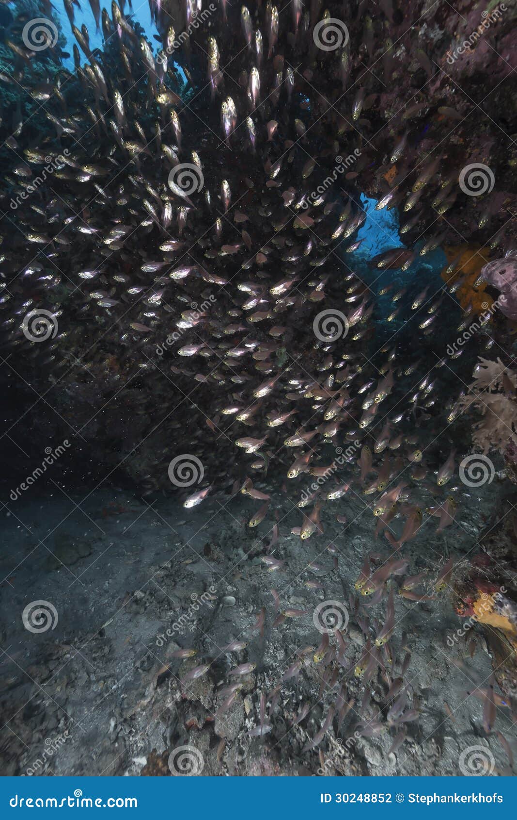 Glassfish in the Tropical Waters of the Red Sea. Stock Photo Image of
