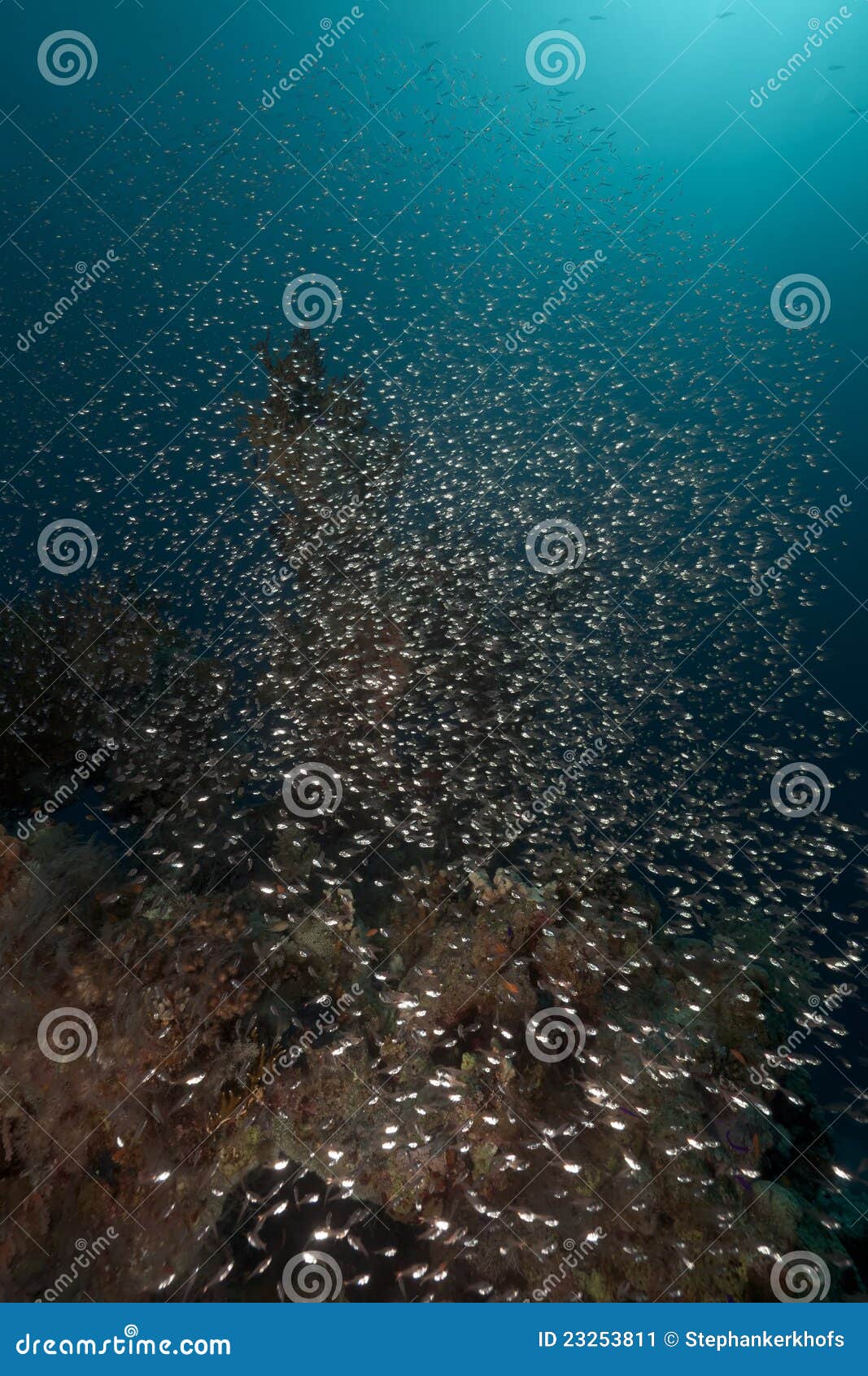 Glassfish and Tropical Reef in the Red Sea. Stock Image Image of
