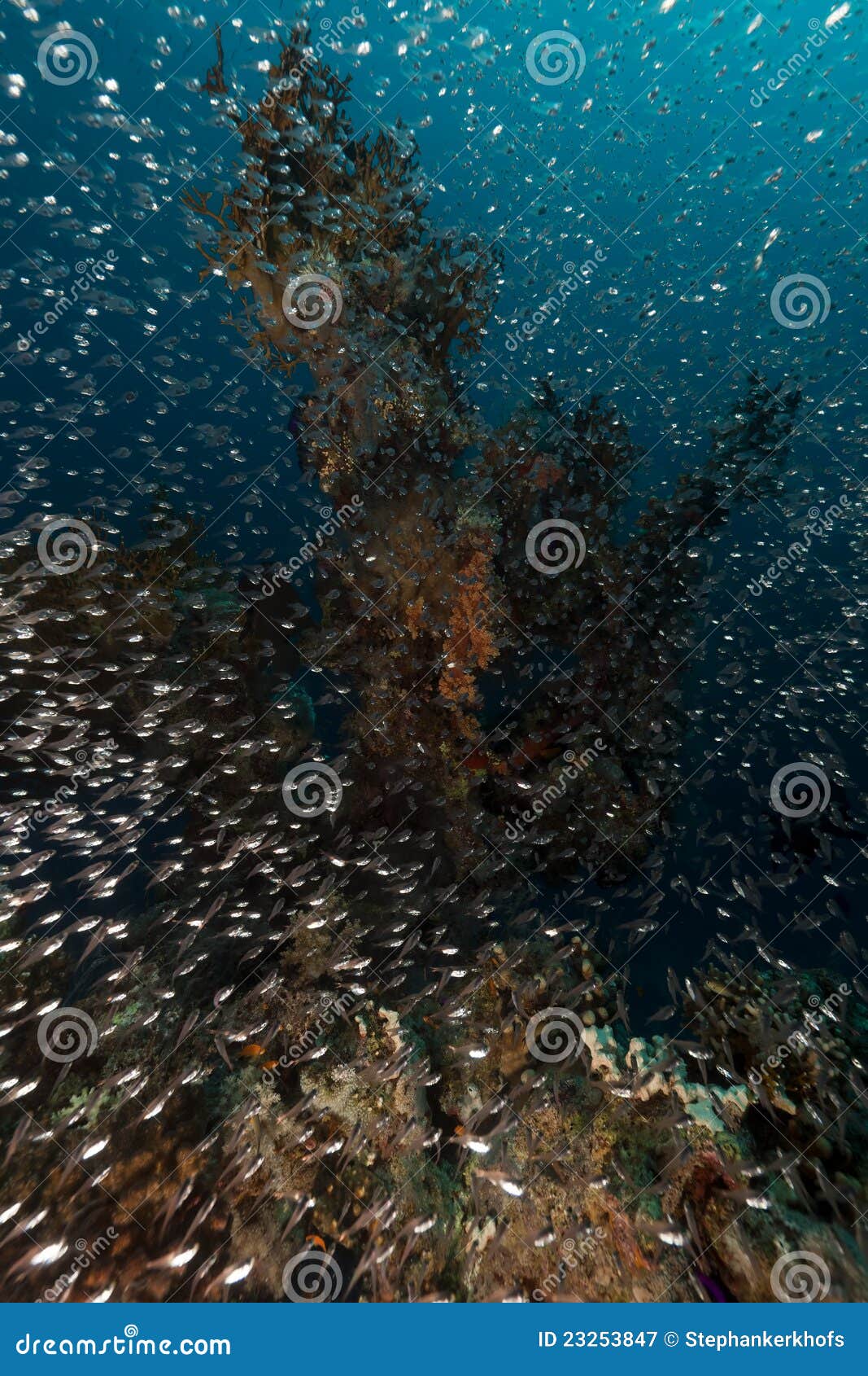 Glassfish and Tropical Reef in the Red Sea. Stock Image Image of
