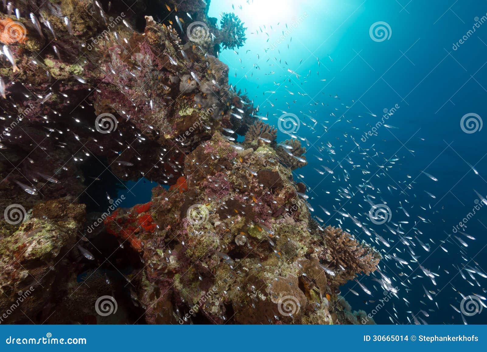 Glassfish in the Tropical Waters of the Red Sea. Stock Photo Image of