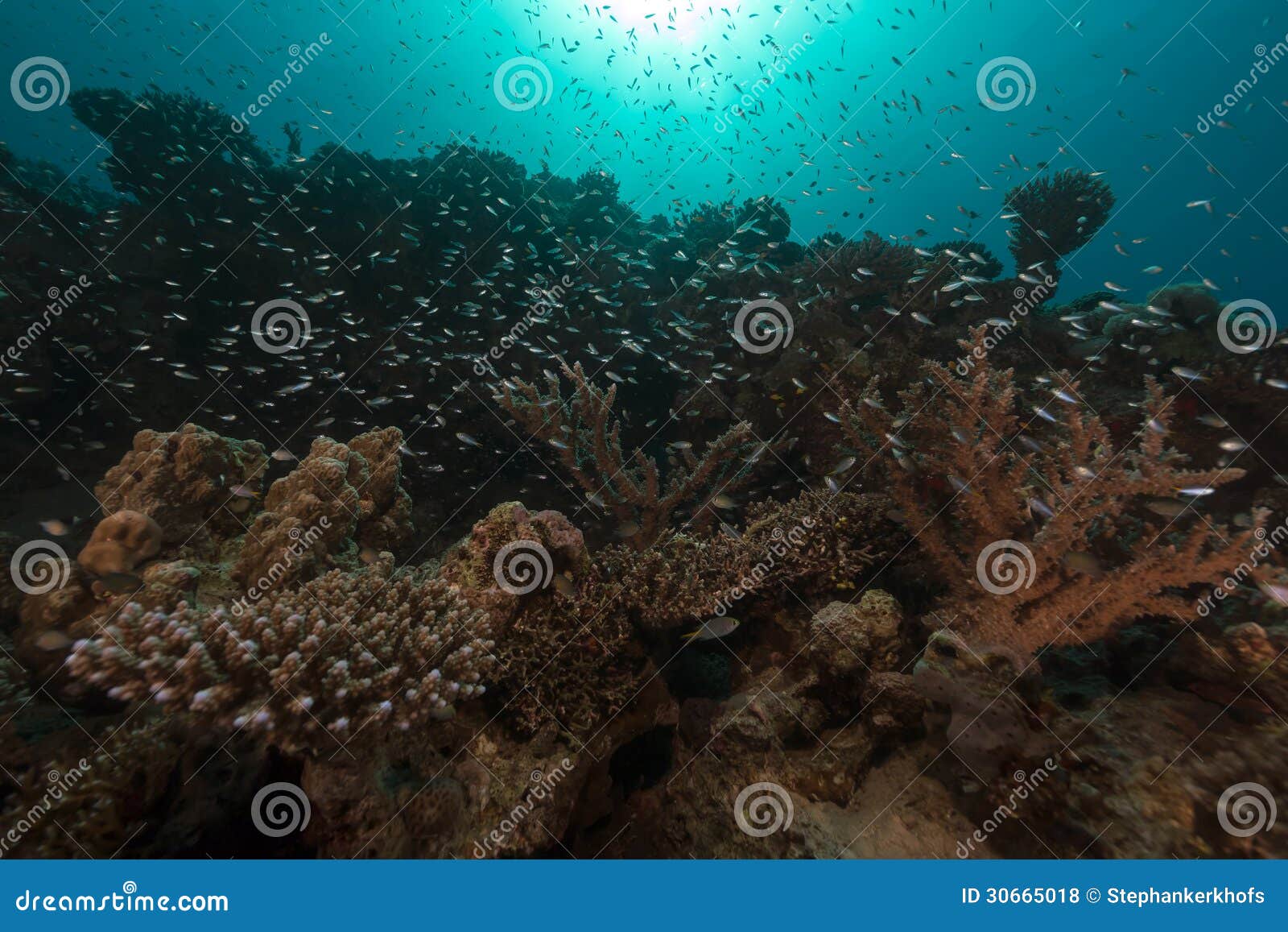 Glassfish in the Tropical Waters of the Red Sea. Stock Photo Image of