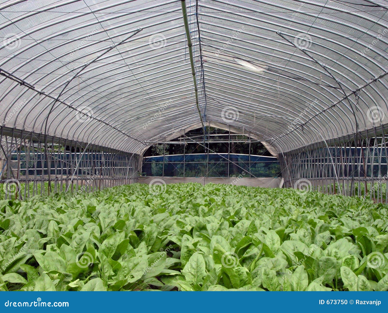 Glasshouse stock photo. Image of nature, natural, house 673750