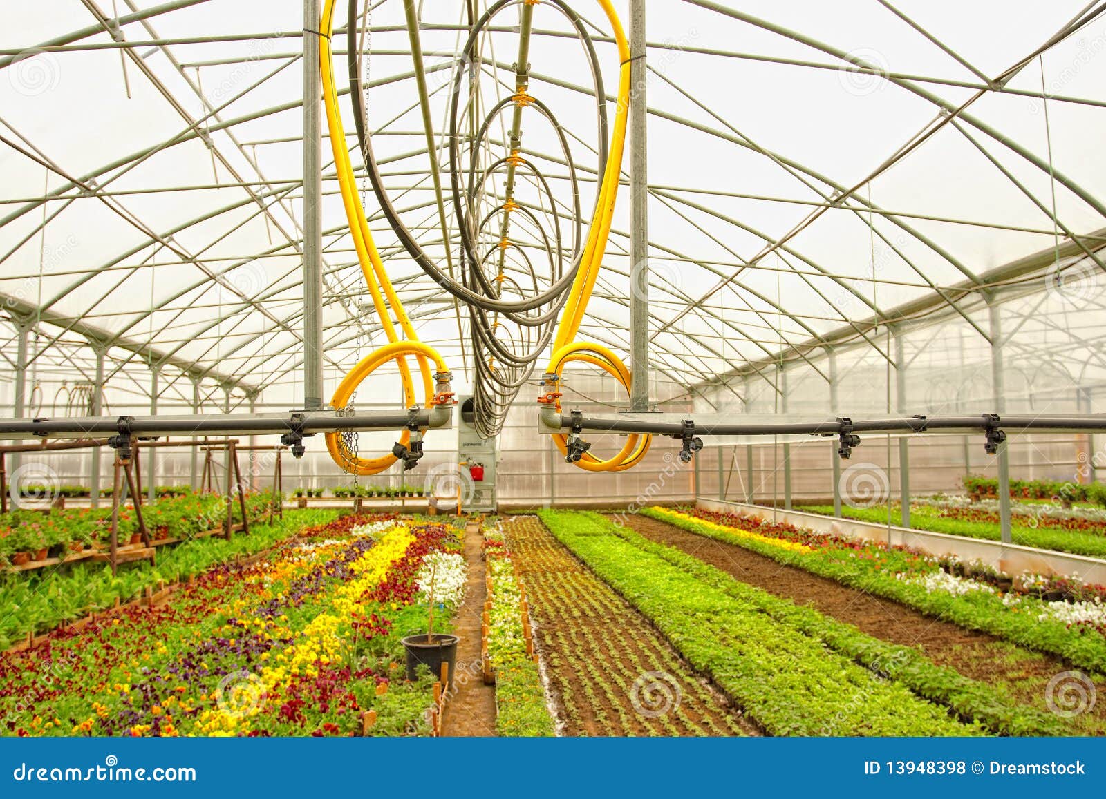 Glasshouse with plants stock photo. Image of blooming 13948398