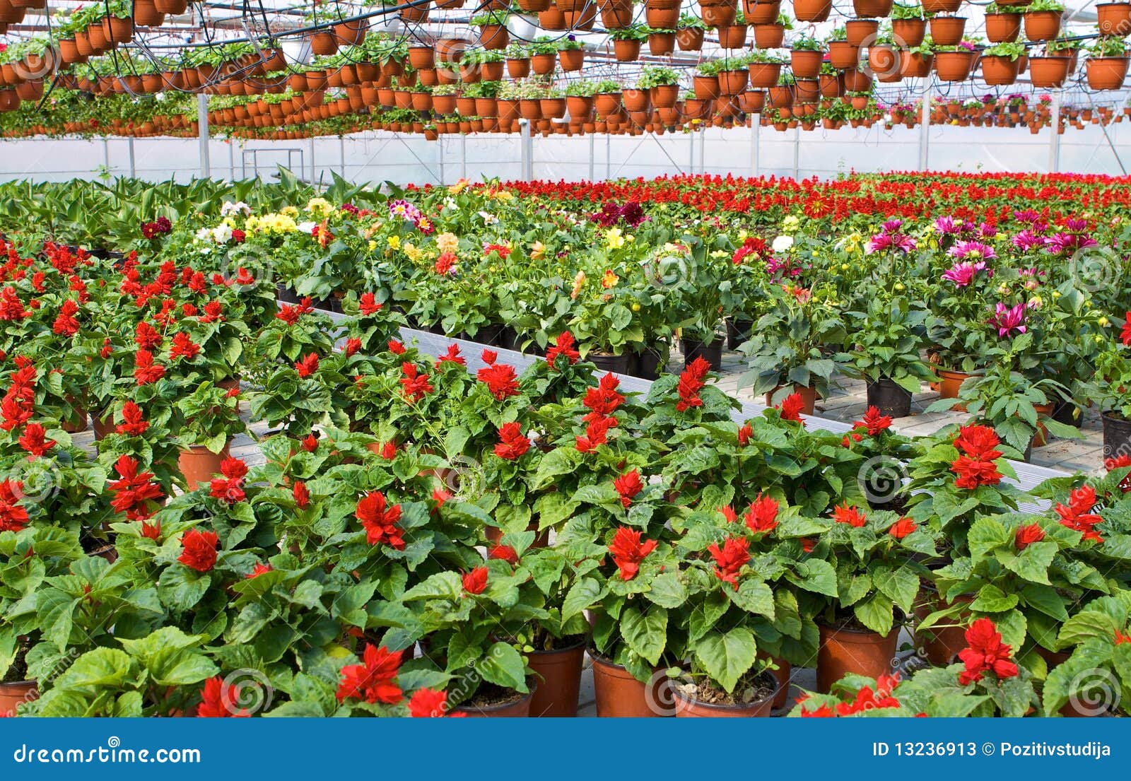 Glasshouse with red flowers. Glass greenhouse with red flowers