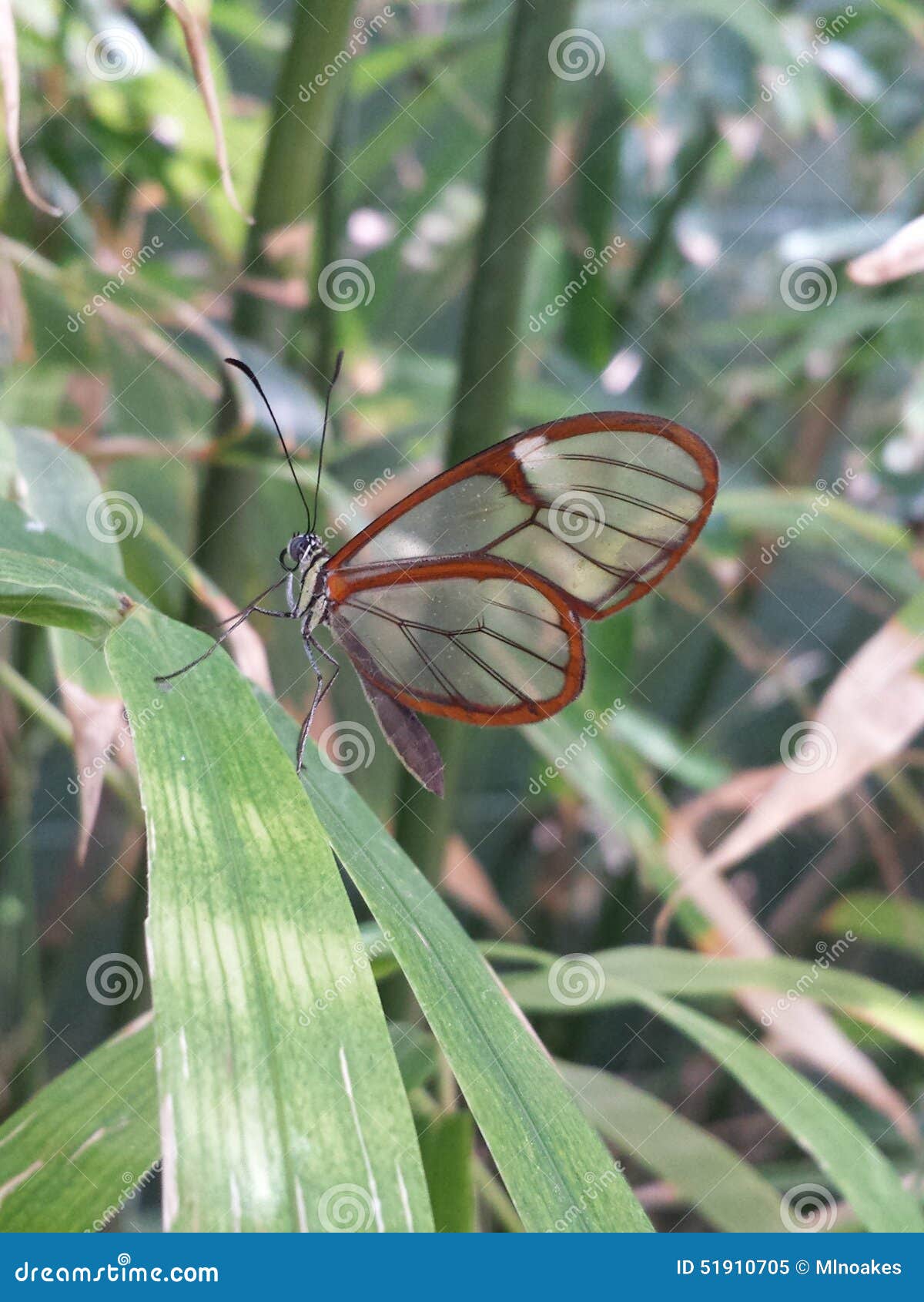 Glasswing butterfly stock image. Image of glasswing, closeup - 51910705