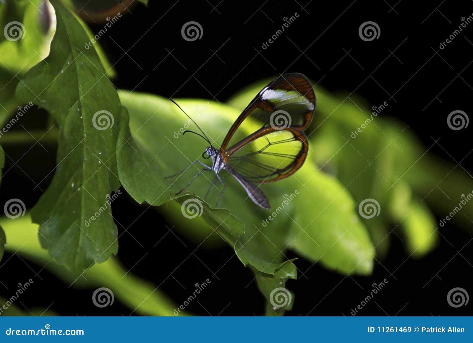 glasswing butterfly, greta oto