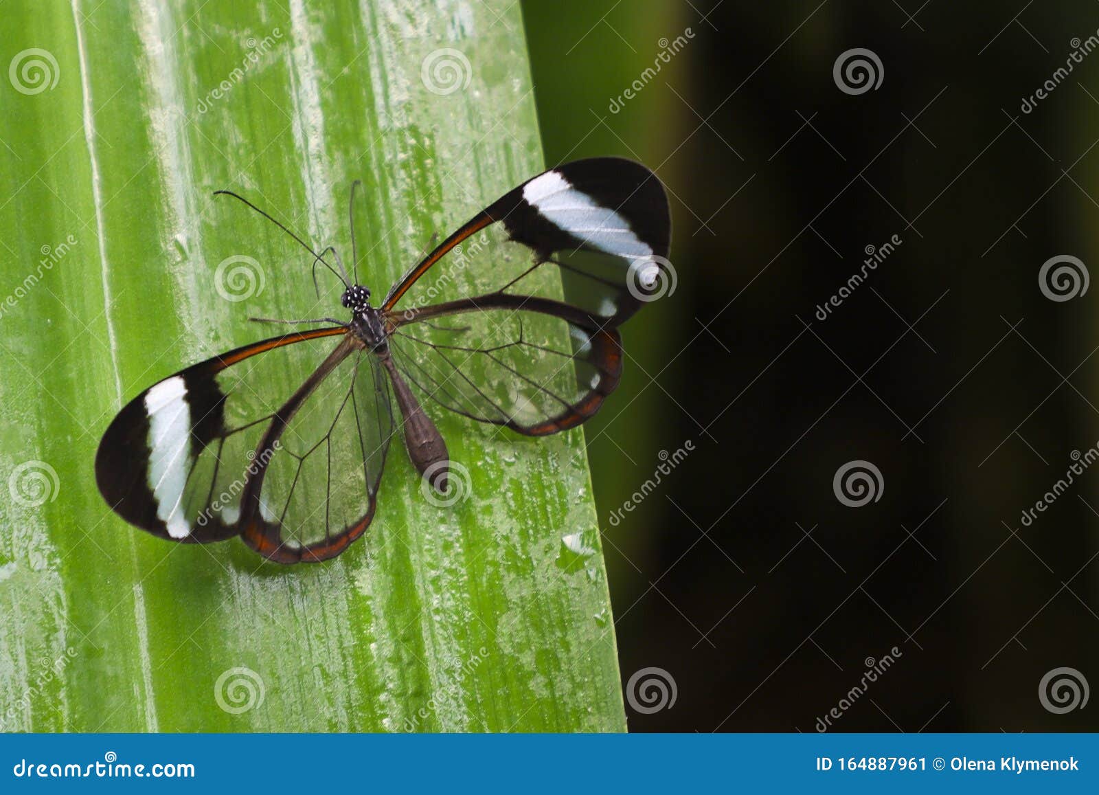 glasswing butterfly greta oto on a green leaf