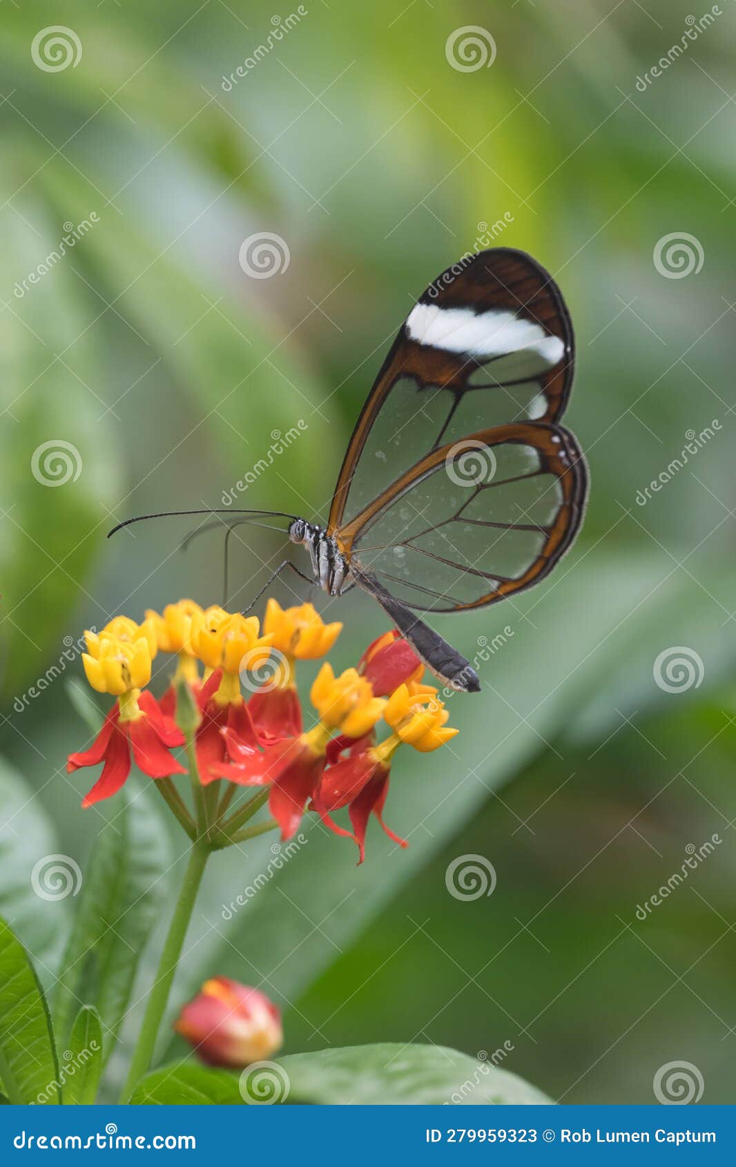 glasswing butterflyÂ greta oto, with transparent wings