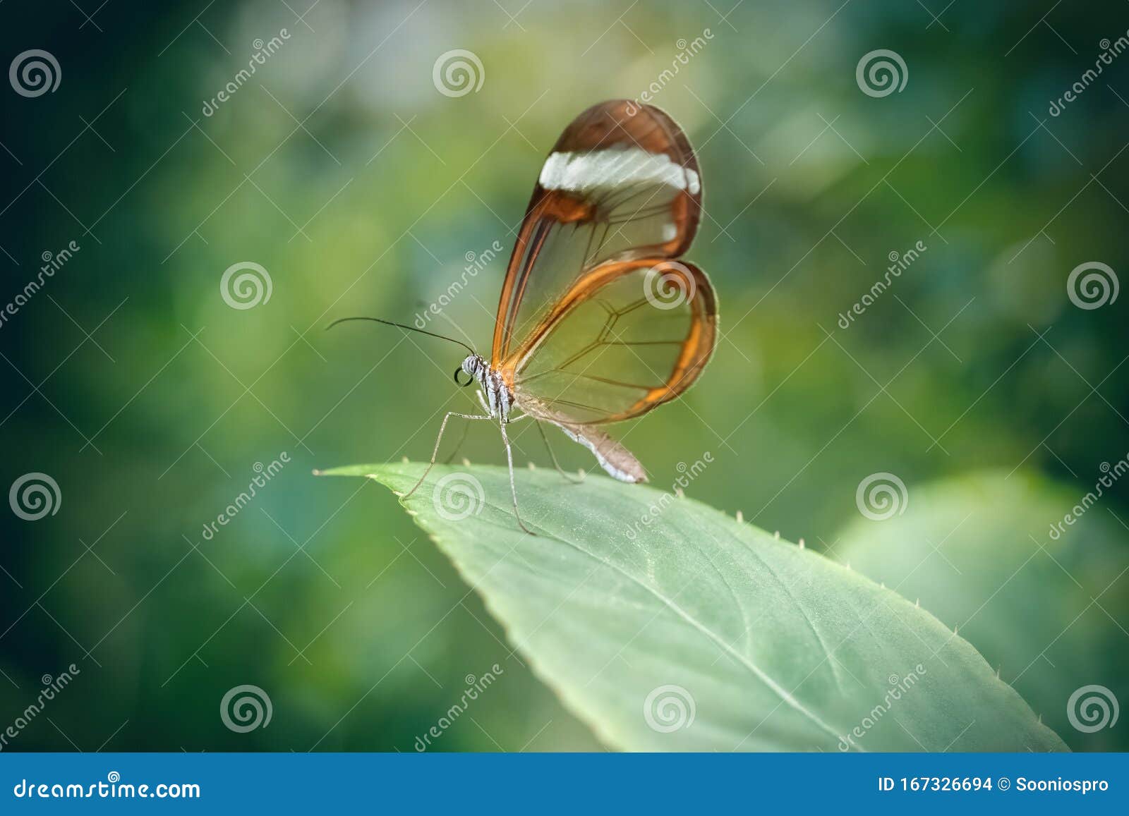 glasswing butterfly in a leaf greta oto. close-up