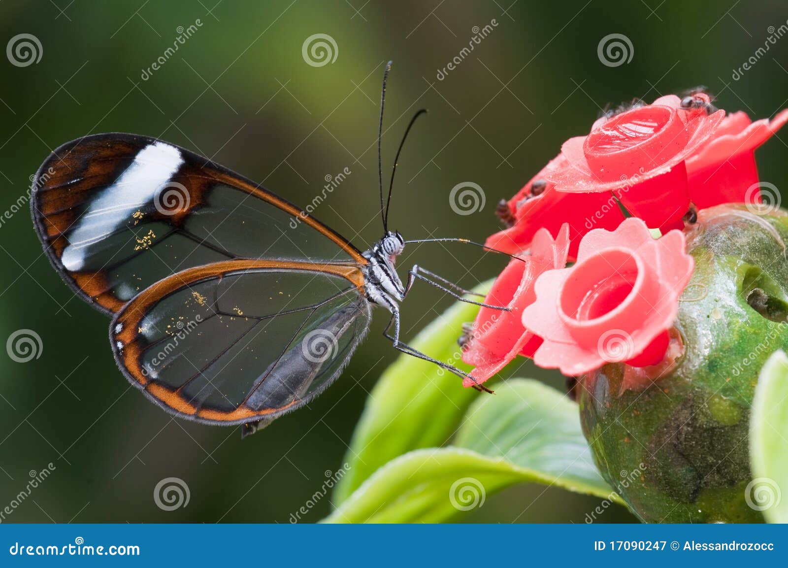 glasswing (greta oto) butterfly