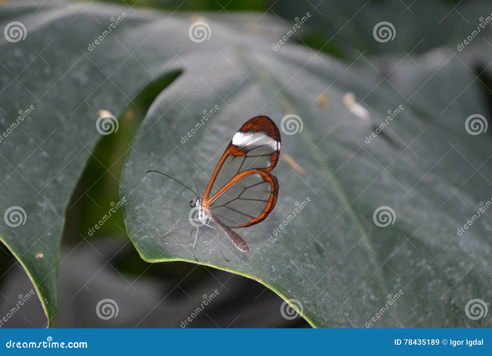 glasswinged butterfly -greta oto- on a green leaf