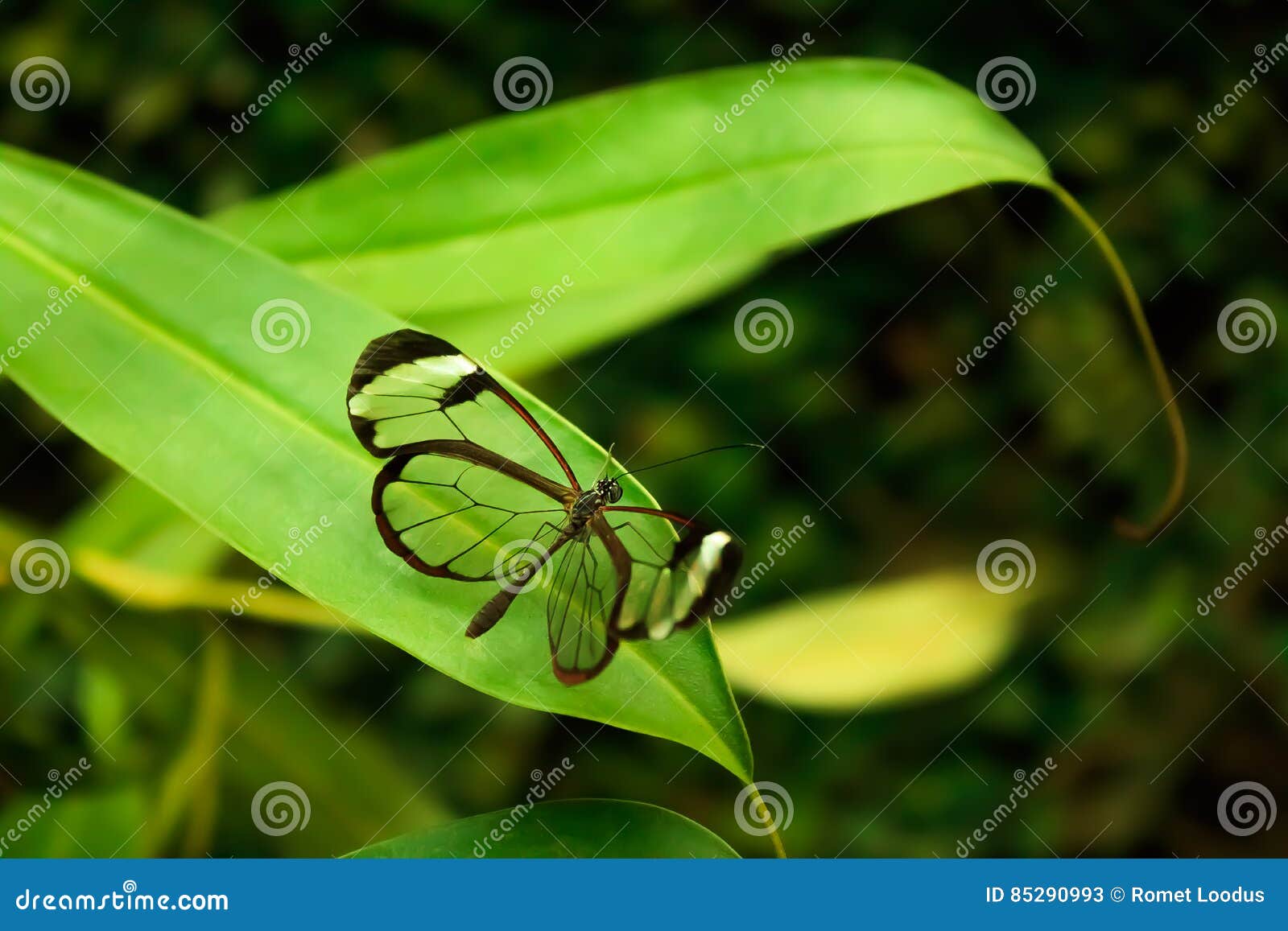 glasswinged butterfly greta oto