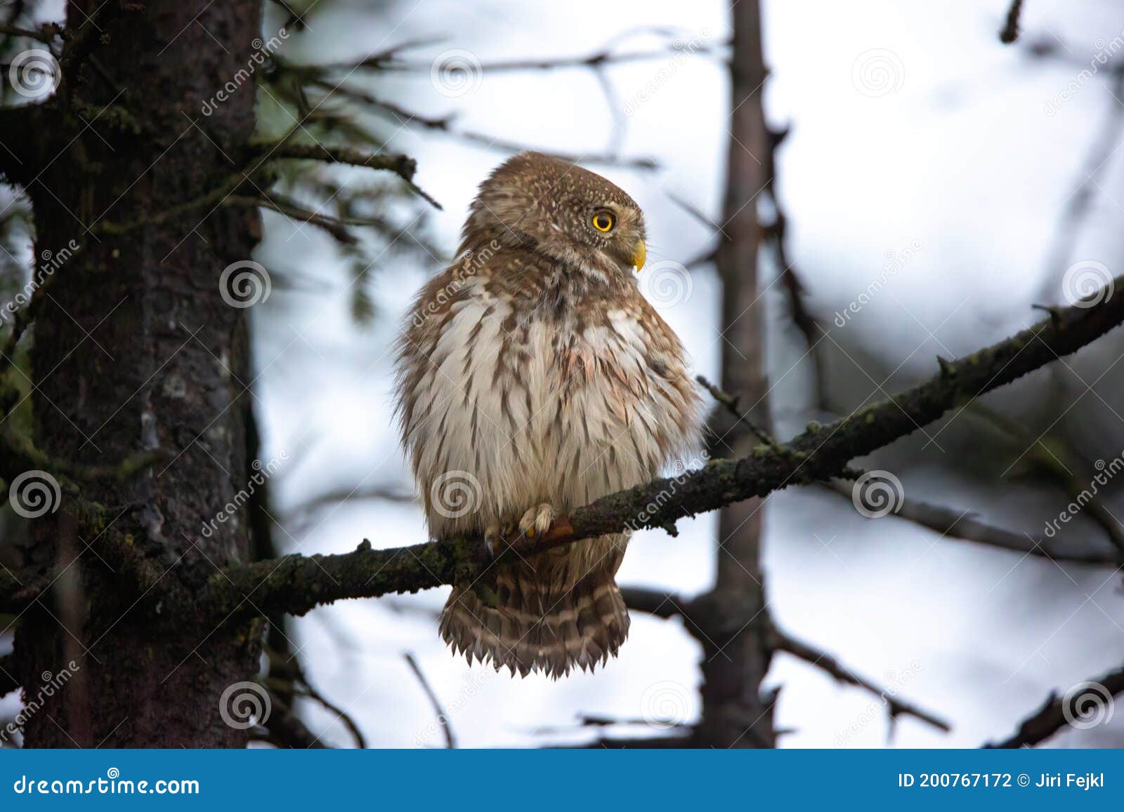 glaucidium passerinum sitting on a branch in a tree and looking out for prey