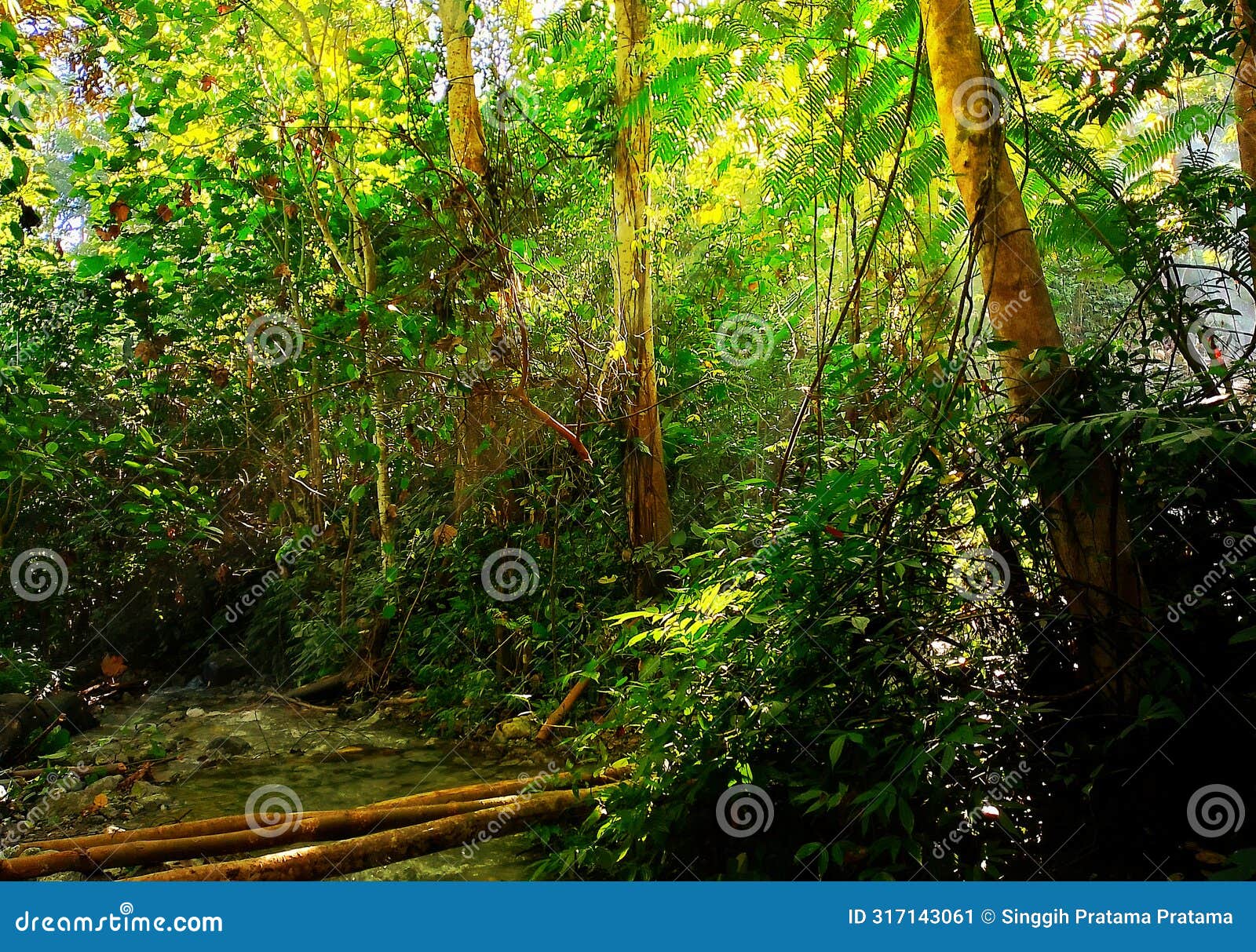 the gleam of morning sunlight between the trees in the forest