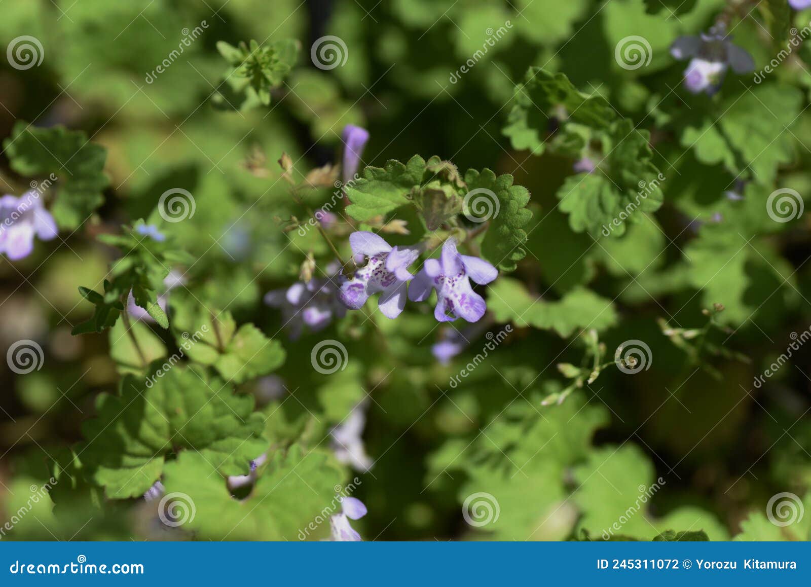 glechoma hederacea alehoof flowers.