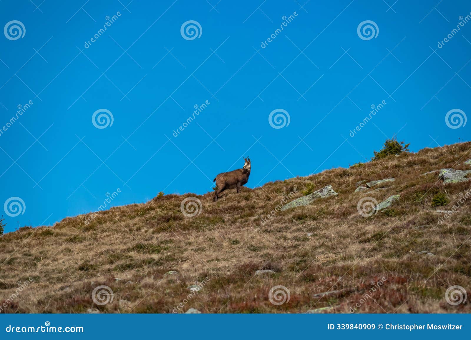 gleinalm - single of chamois mountain goat running over steep grassy dry slope near lenzmoarkogel, gleinalpe, lavantal alps
