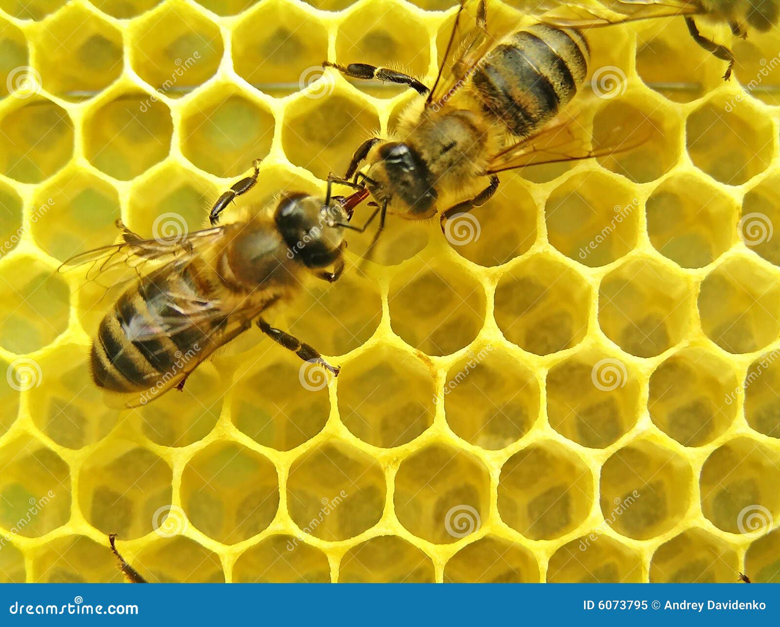Gli api comunicano.