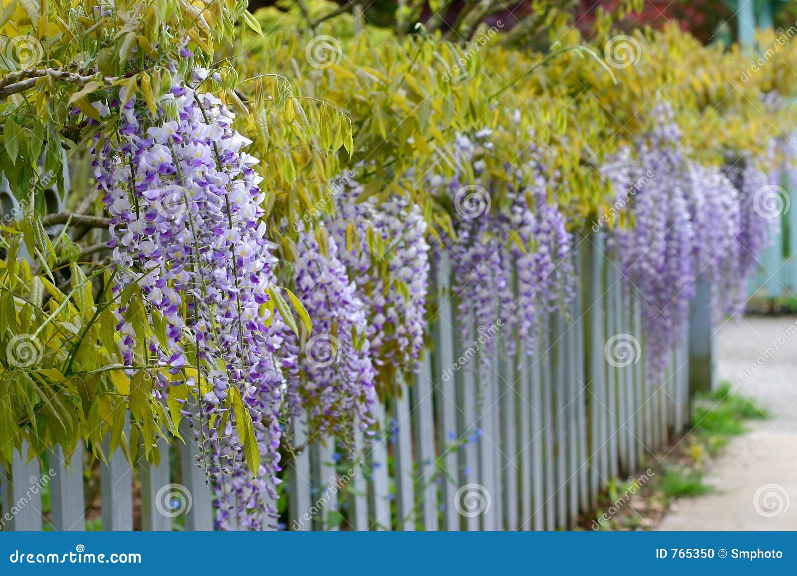 Glicínia foto de stock. Imagem de flores, planta, cerca - 765350, image size:1600x1157