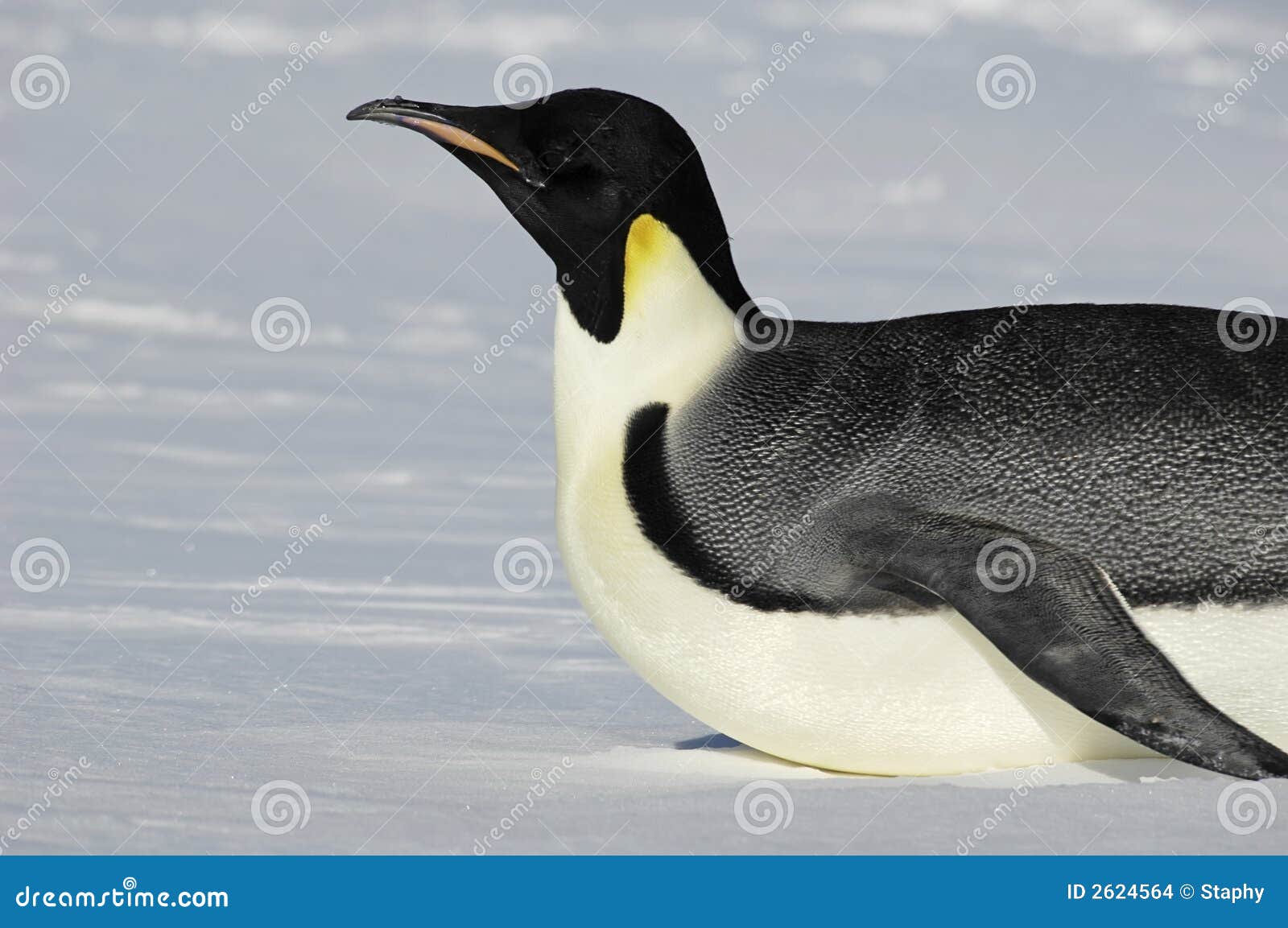 gliding antarctic penguin