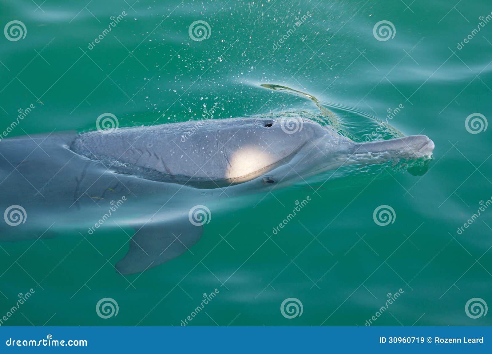 gliding dolphin