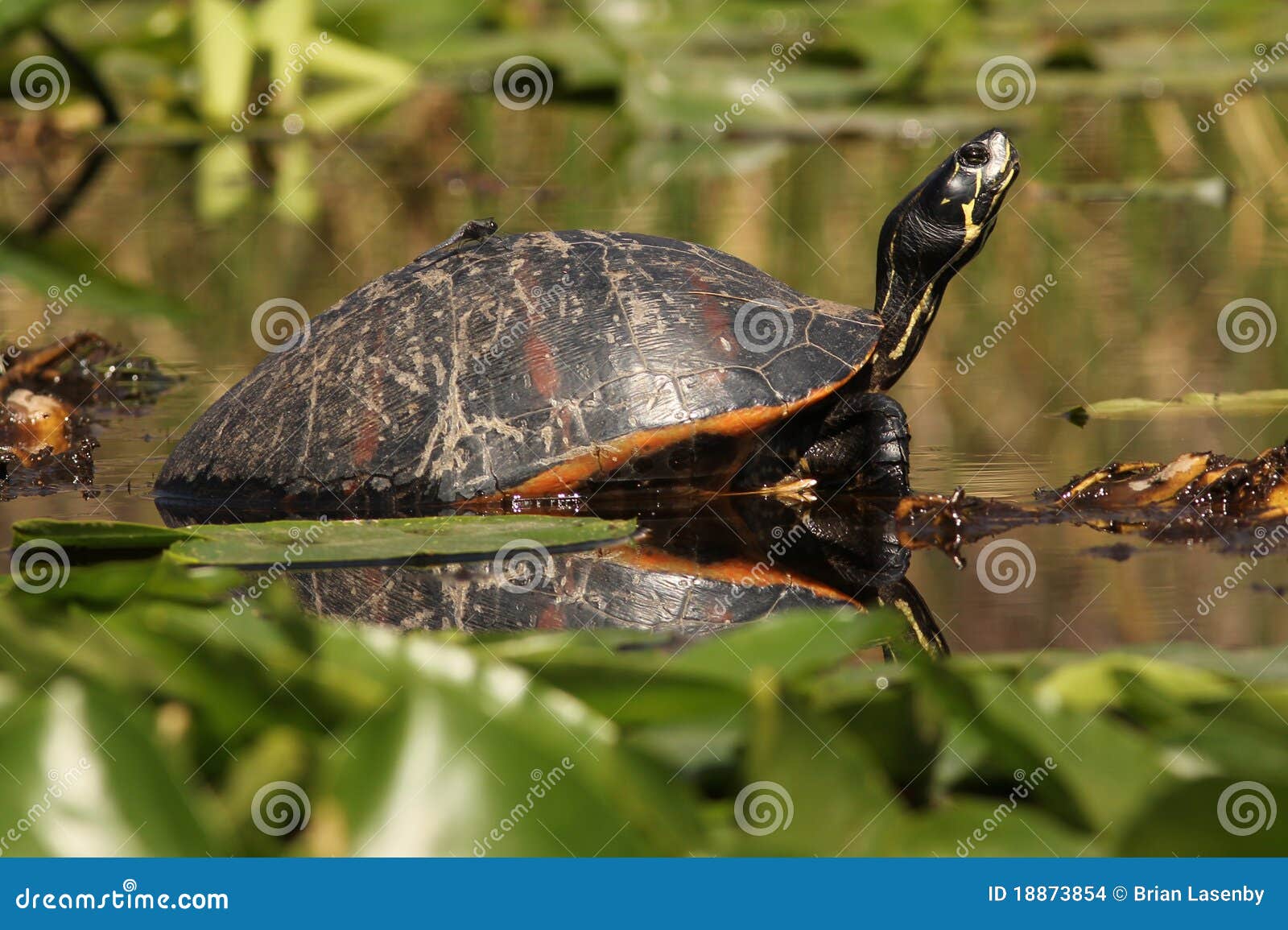 Glisseur Jaune Oreilles Marais D Okefenokee Photo Stock Image Du glisseur-jaune-oreilles-marais-d-okefenokee-photo-stock-image-du