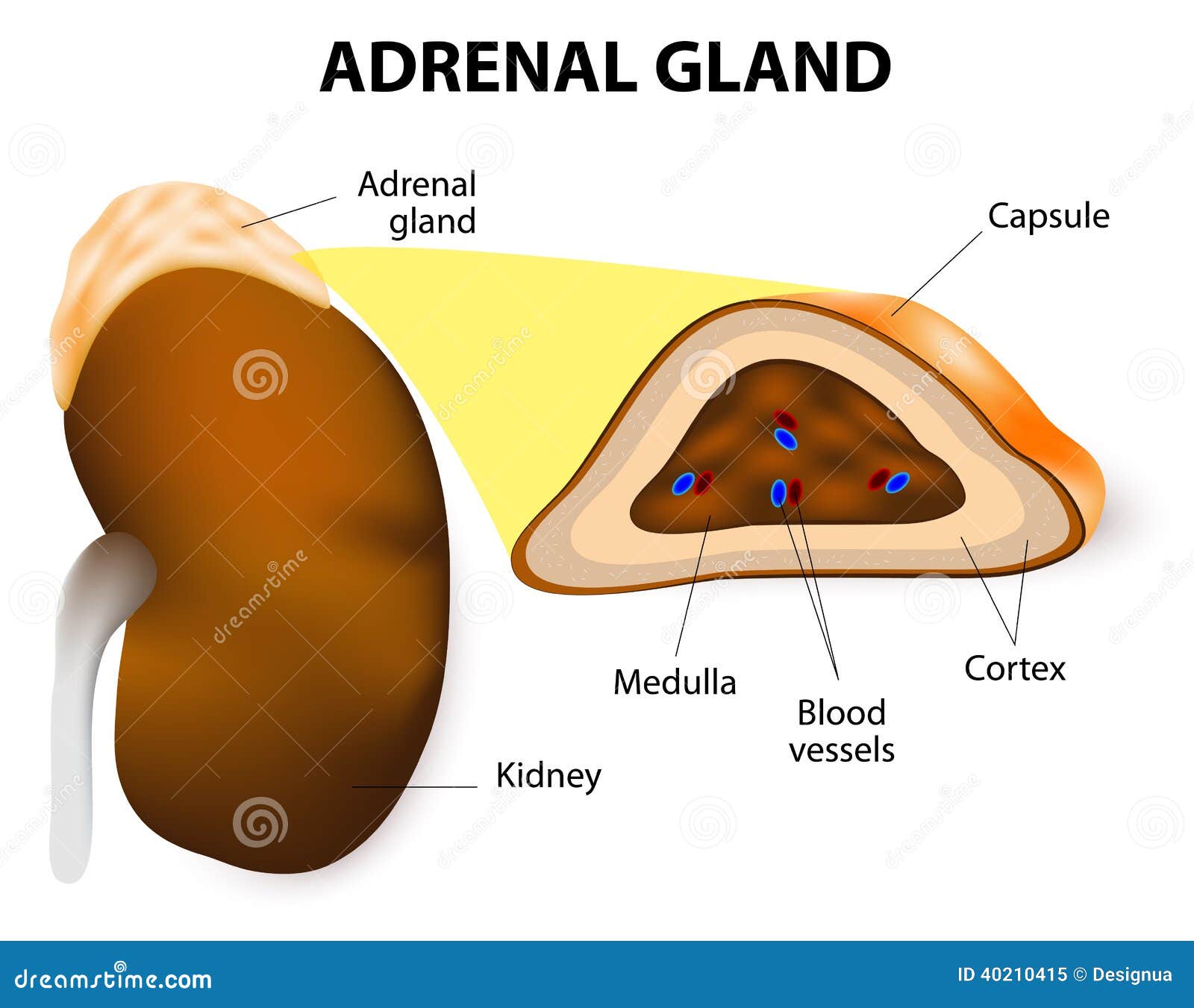 Glándula Suprarrenal Ilustración del Vector Imagen 40210415