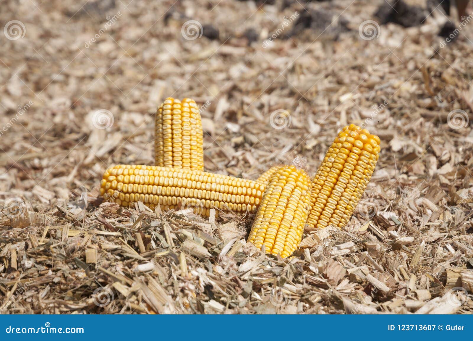 Global Warming and Food Crisis, Corn Field Stock Image Image of