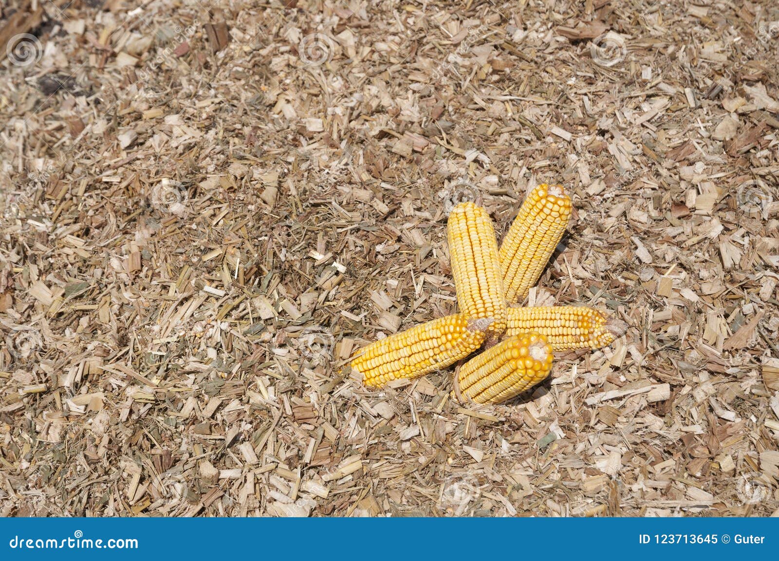 Global Warming and Food Crisis, Corn Field Stock Image Image of corn