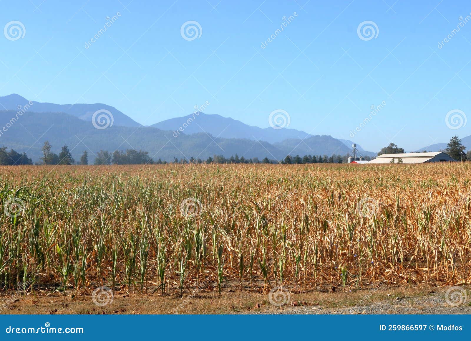 Drought and Corn Field Ruined Stock Image Image of devastated