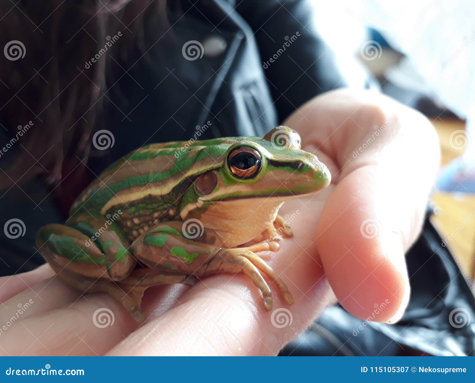 globally threatened australian frog litorea aurea