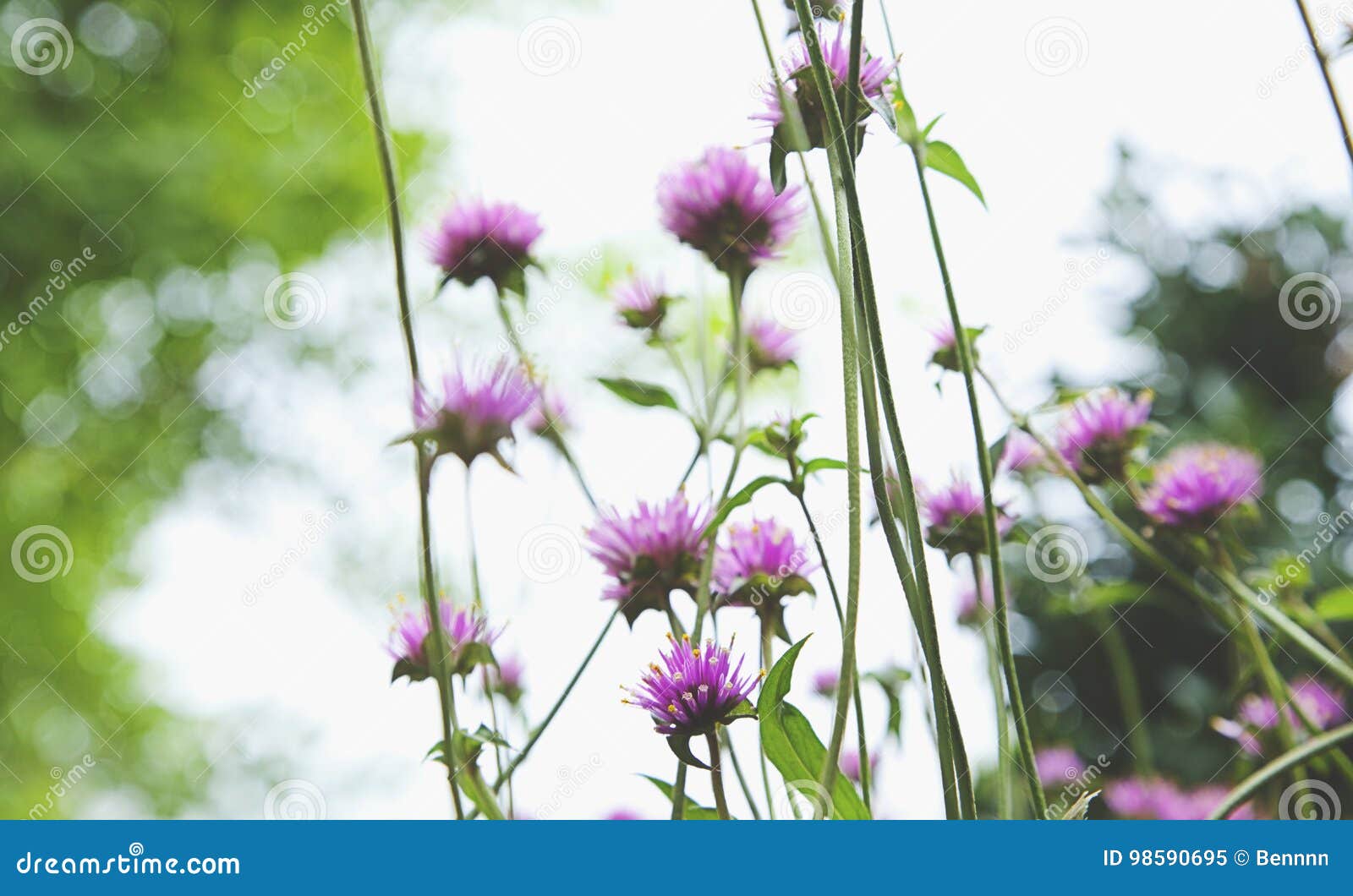 Globe amaranth stock image. Image of park, light, flower - 98590695