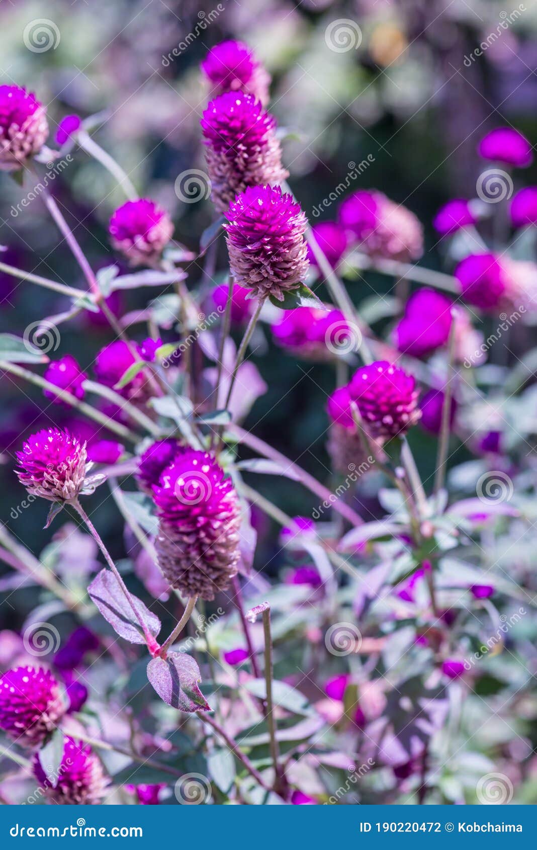 Globe Amaranth Flower in Garden Stock Photo Image of beauty, bright