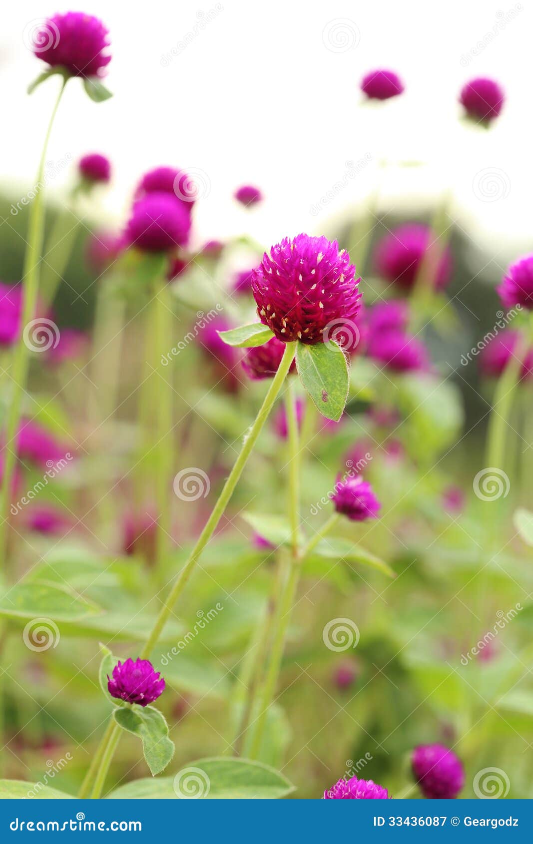 globe amaranth or gomphrena globosa flower