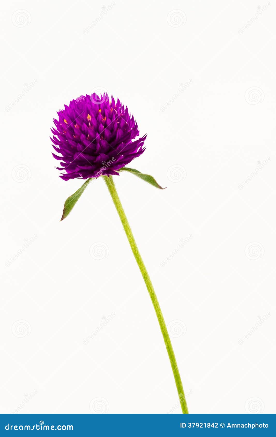 Globe Amaranth Or Gomphrena Globosa. Stock Illustration - Image: 37921842