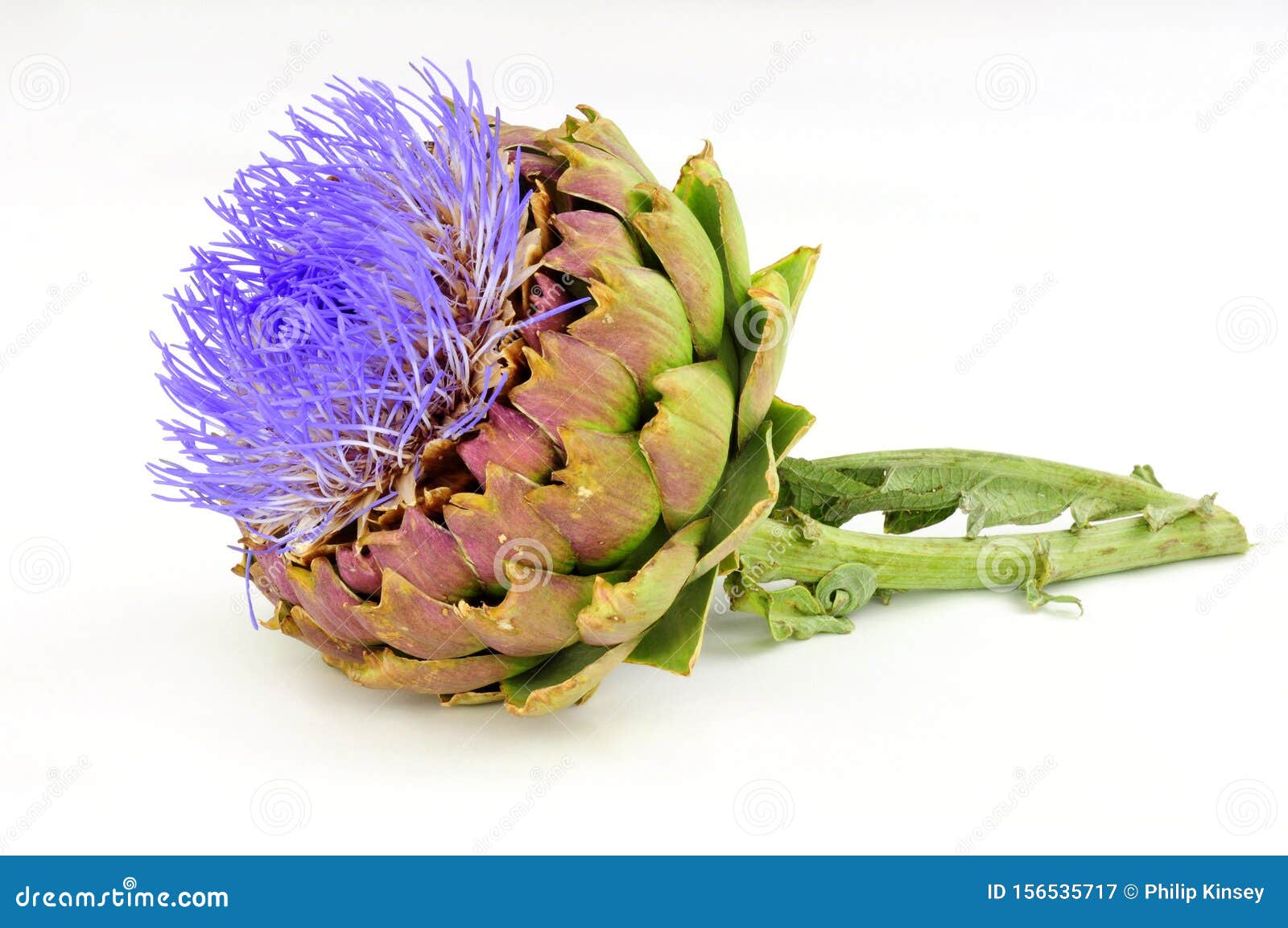 Globe Artichoke Flower Stock Image. Image Of Green, Flower - 156535717