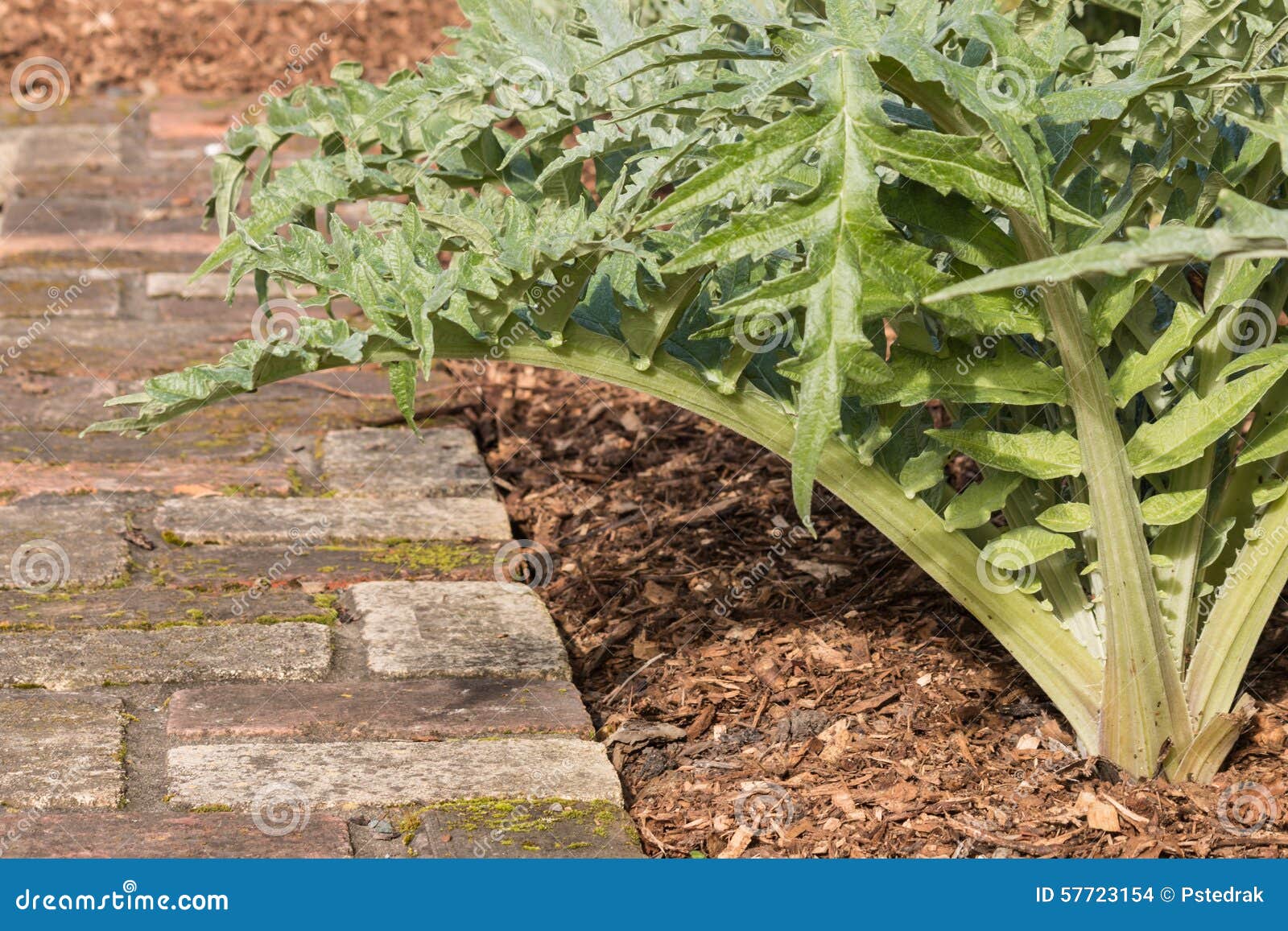 Globe artichoke leaves stock photo. Image of artichoke 57723154
