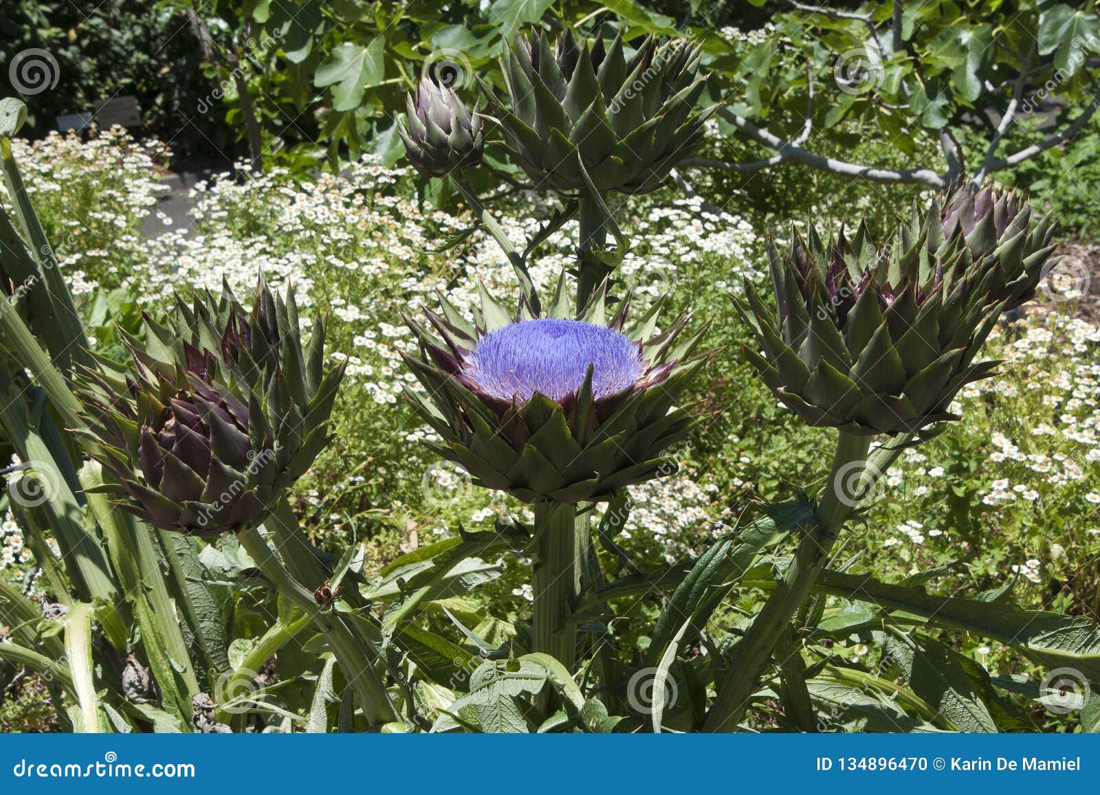 Globe Artichoke Plant with Flower Heads and Fruit in Garden Photo - Image of flower, fresh: 134896470