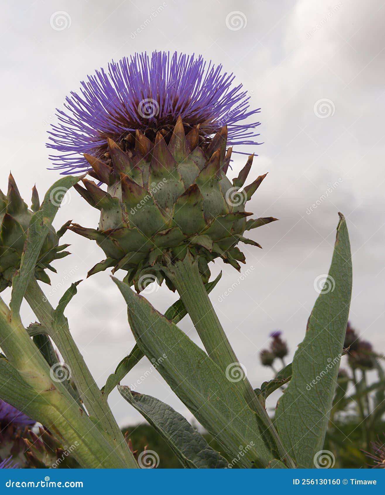 Globe Artichoke plant stock photo. Image of britain 256130160