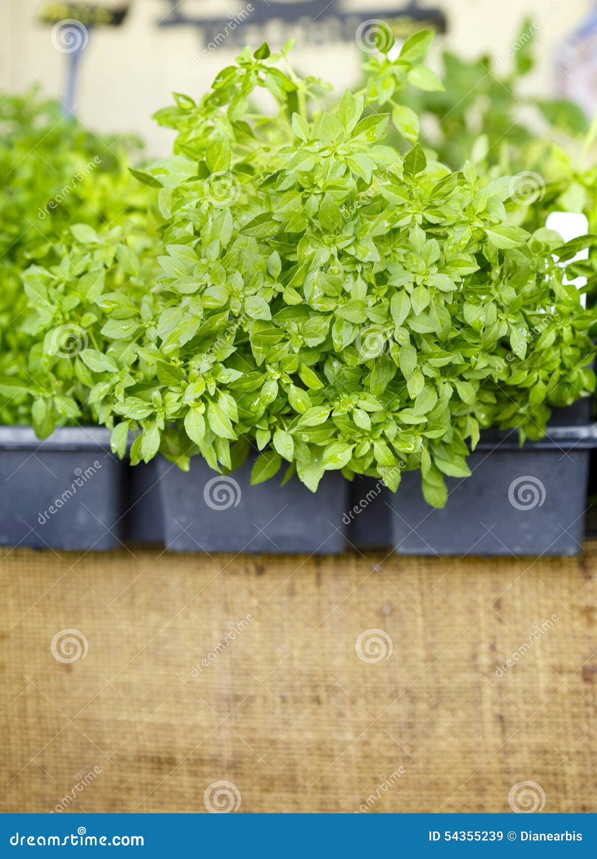 Globe Basil stock image. Image of seasoning, culinary 54355239