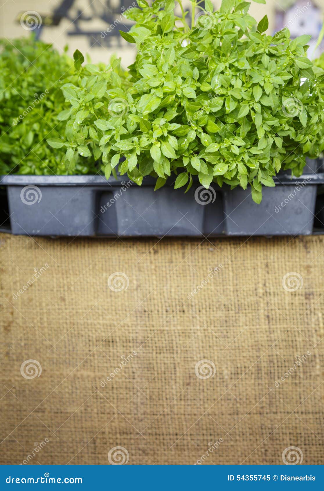 Globe Basil stock image. Image of plant, greek, burlap 54355745