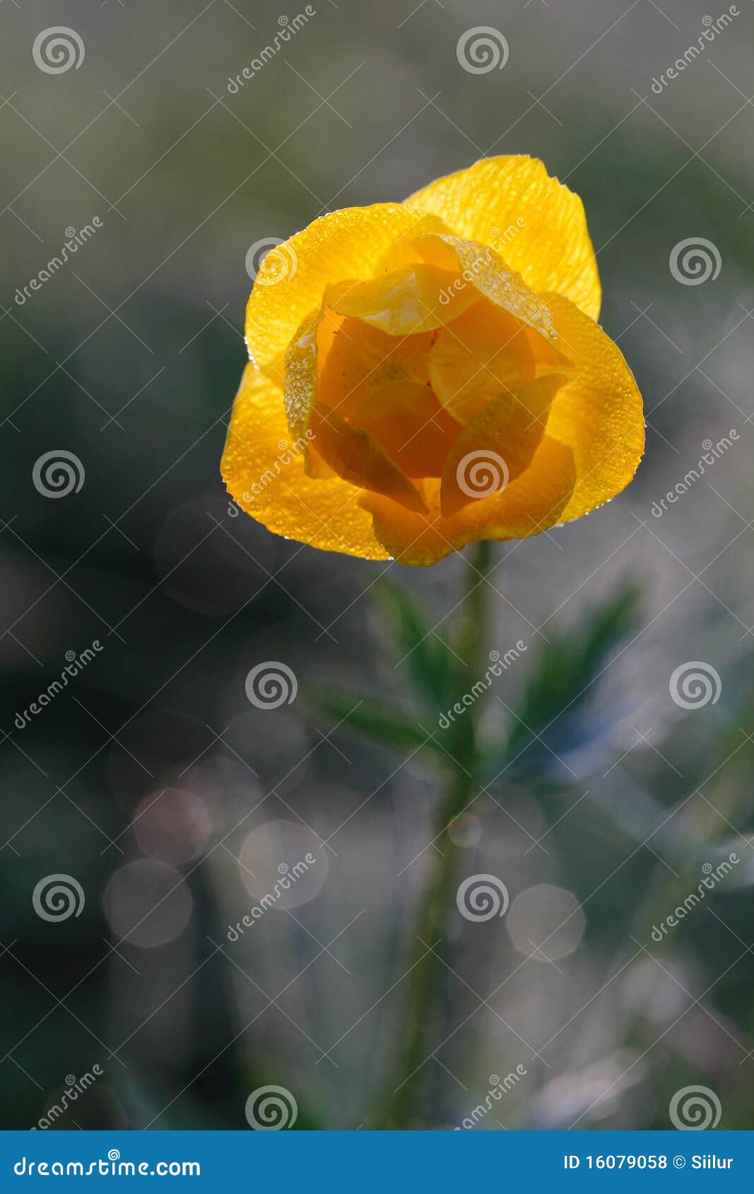 Globe flower stock photo. Image of outside, petal, beauty 16079058